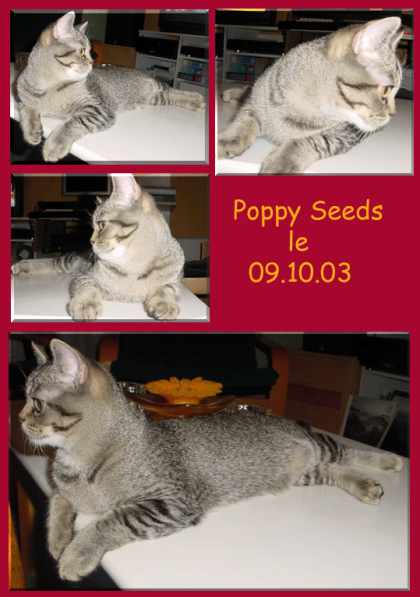 poppy.jpg (24 Ko)