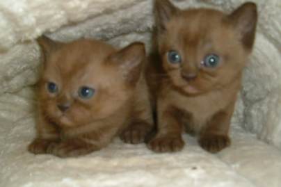 chatons2005.jpg (10 Ko)