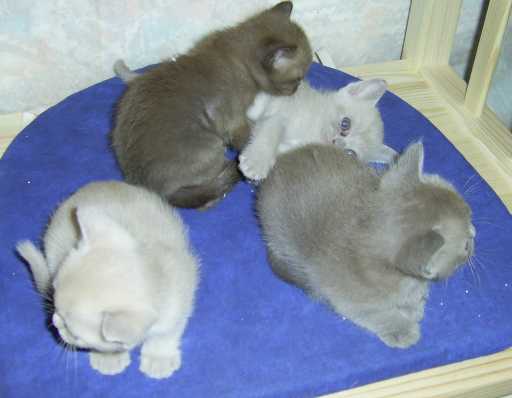 chatons2005.jpg (15 Ko)